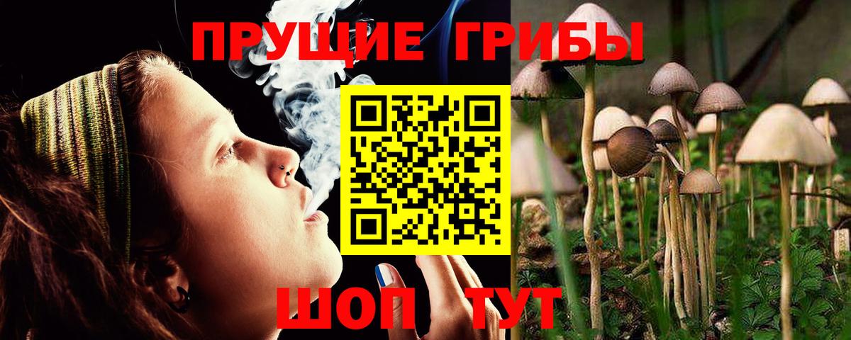 Псилоцибиновые грибы Psilocybe Южно-Сахалинск